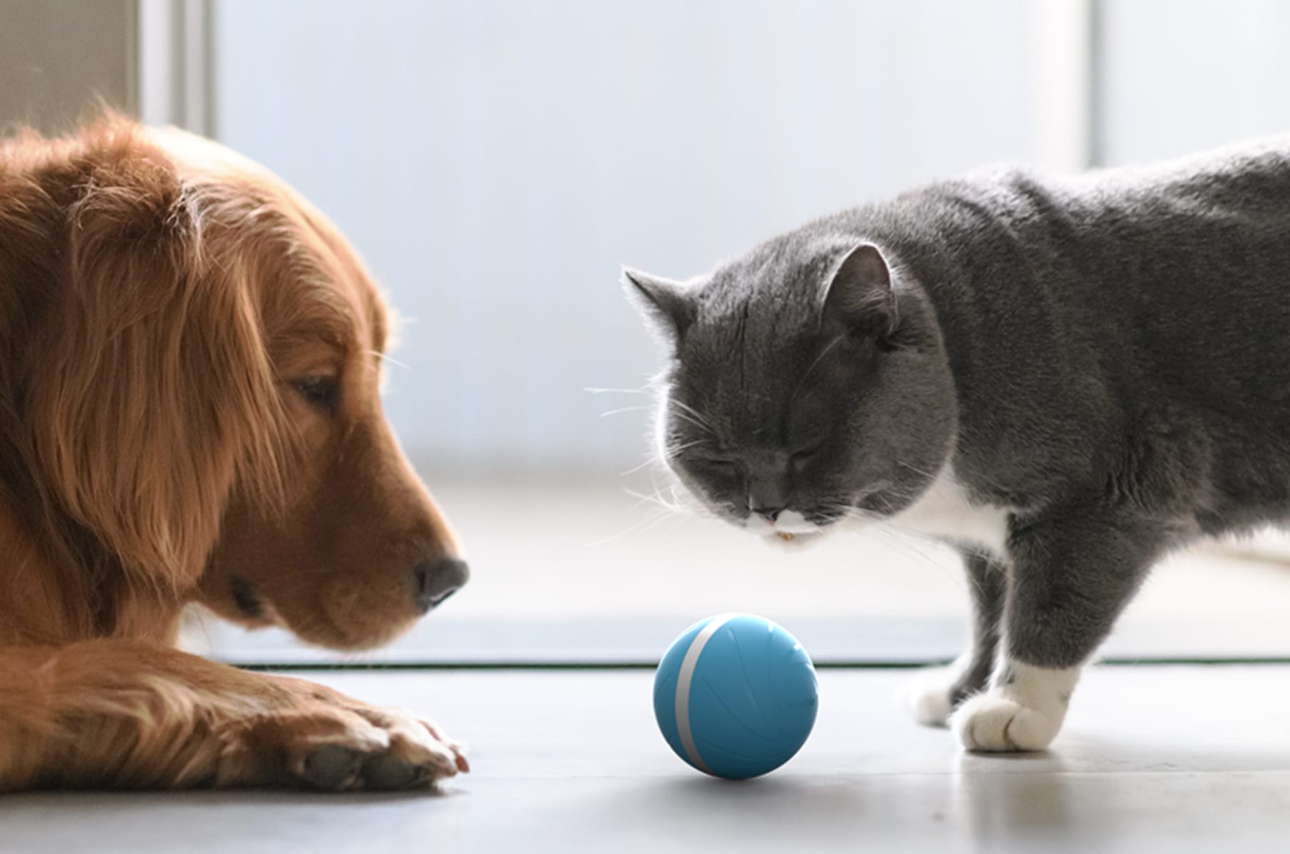 palla per gatti intelligente allegria
